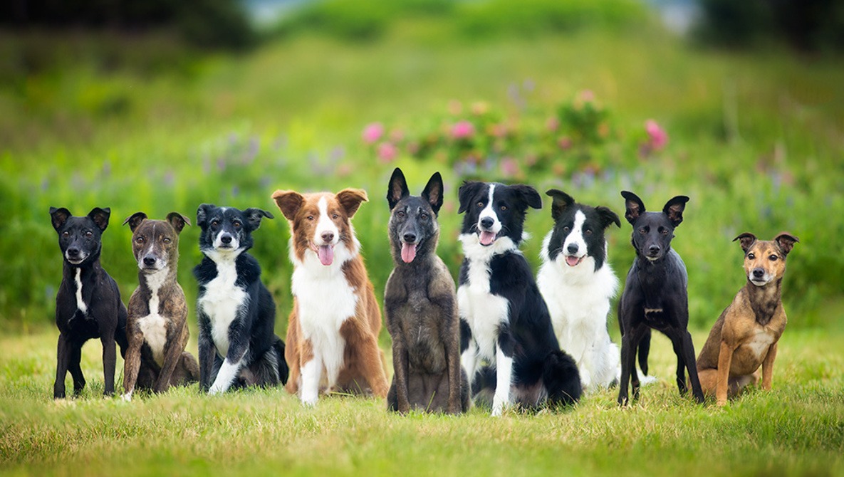 nine-dogs-in-grassy-field